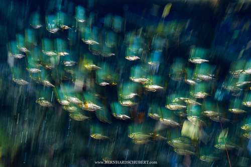 Fish impression