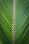 SIMETRÍA VERDE