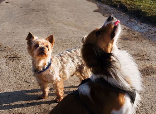 Kapelle Wilder Geschinen