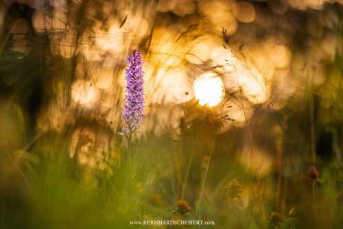 Dactylorhiza maculata subsp. fuchsii - Common spotted orchid