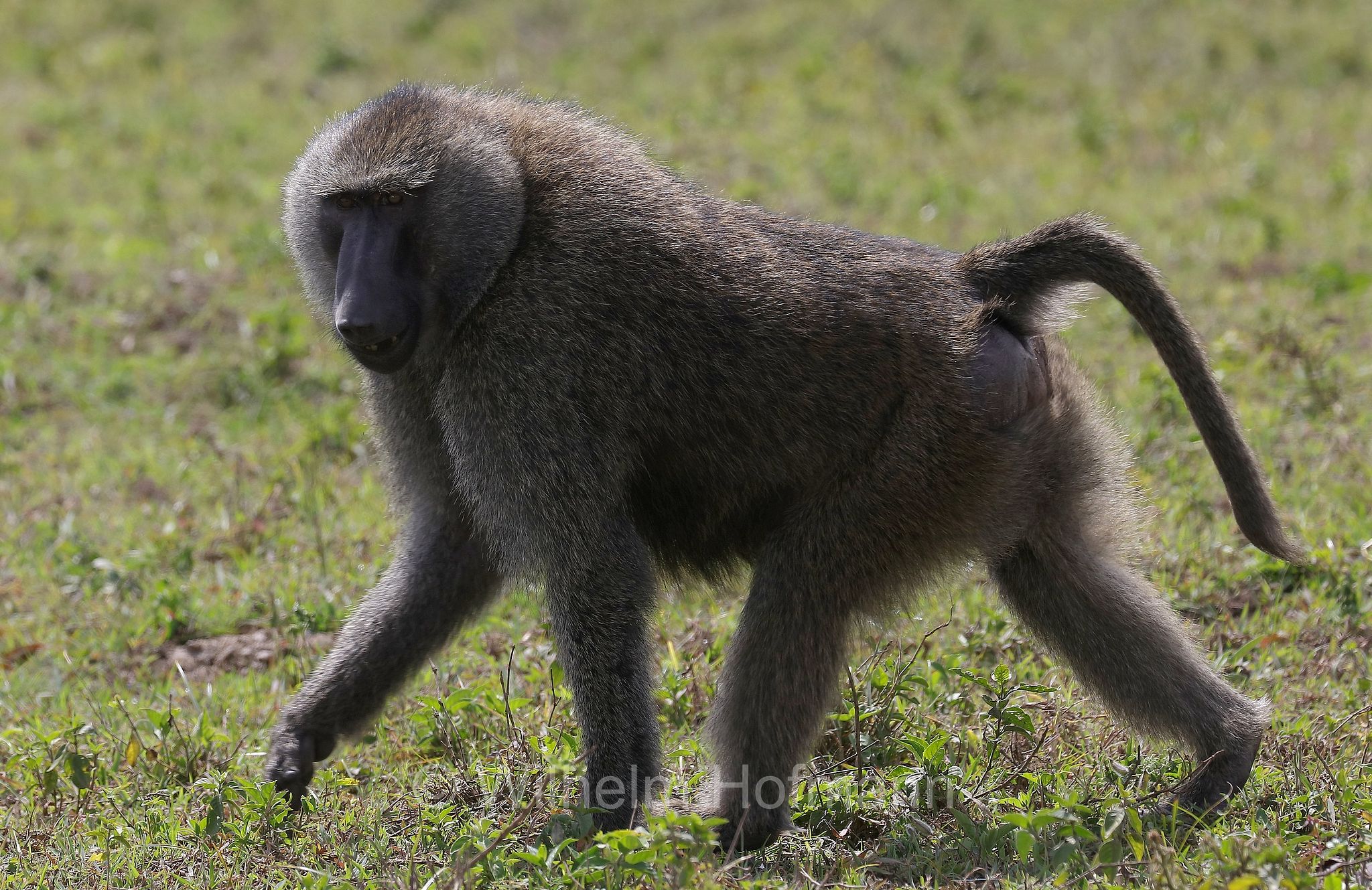 papio anubis, olive baboon, Anubis baboon, Anubispavian, Grüne Pavian, anubi, babbuino verde﻿, Tansania, Tanzania, Arusha National Park, Arusha-Nationalpark, parco nazionale di Arusha