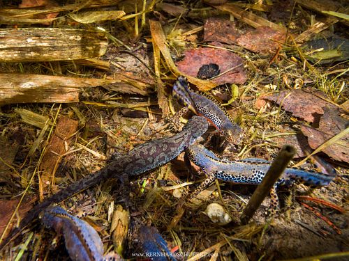 Ichthyosaura alpestris – Bergmolch