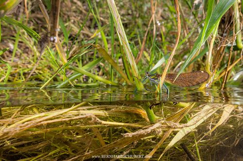 Calopteryx virgo - Blauflügel-Prachtlibelle