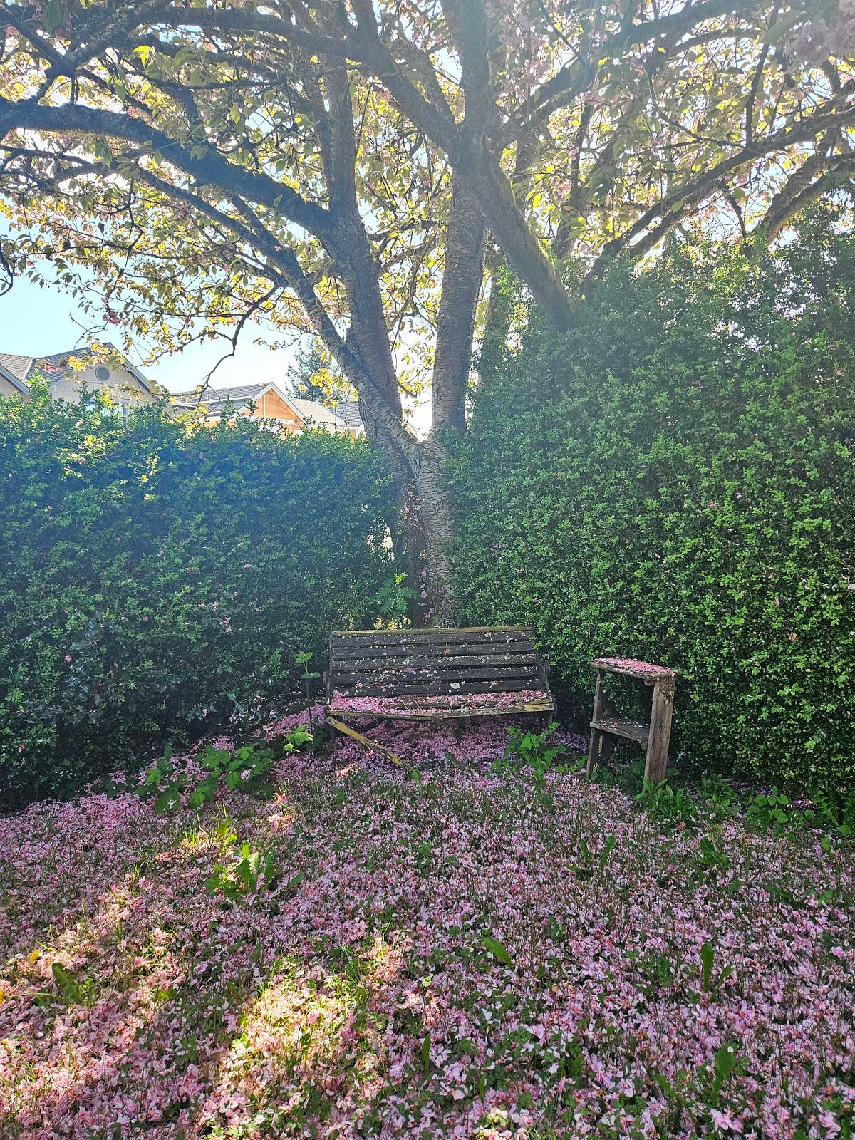 bench under cherry tree