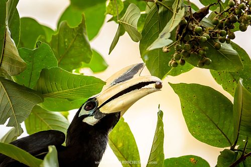 Anthracoceros albirostris - Oriental pied hornbill