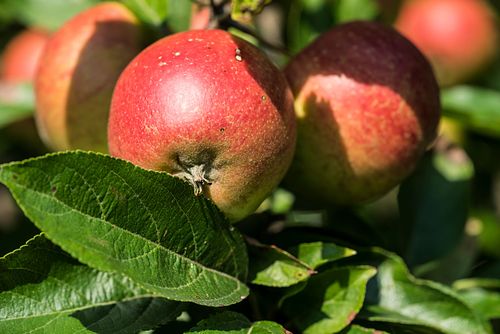 Auf dem Hof Einisberg